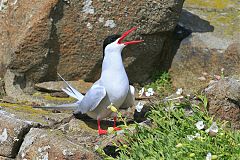 Arctic Tern